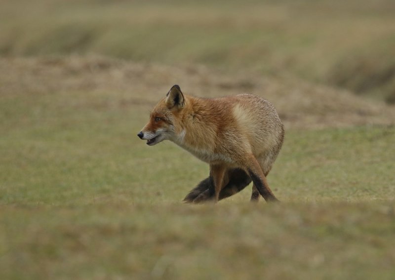 Vos / Red Fox