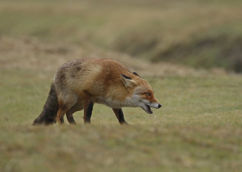 Vos / Red Fox