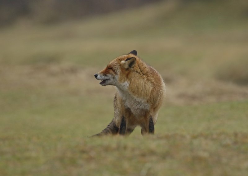 Vos / Red Fox