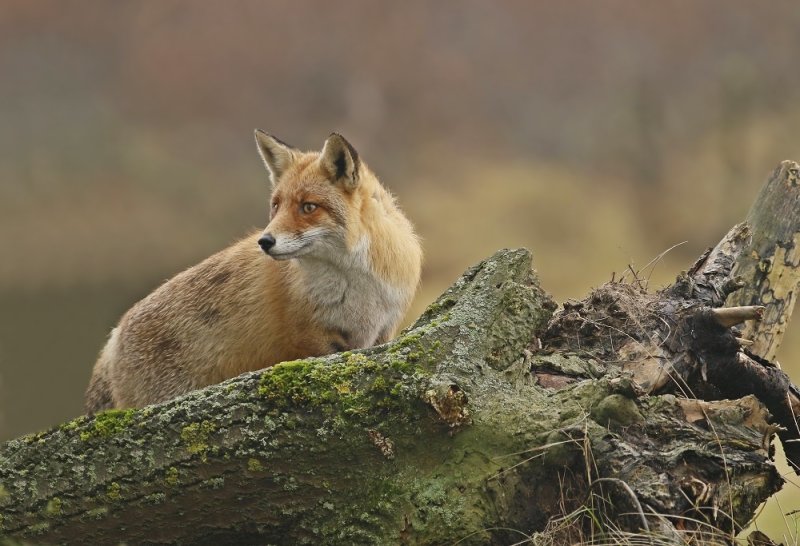 Vos / Red Fox