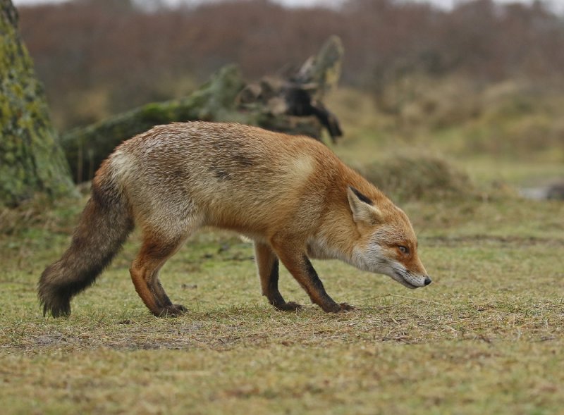 Vos / Red Fox