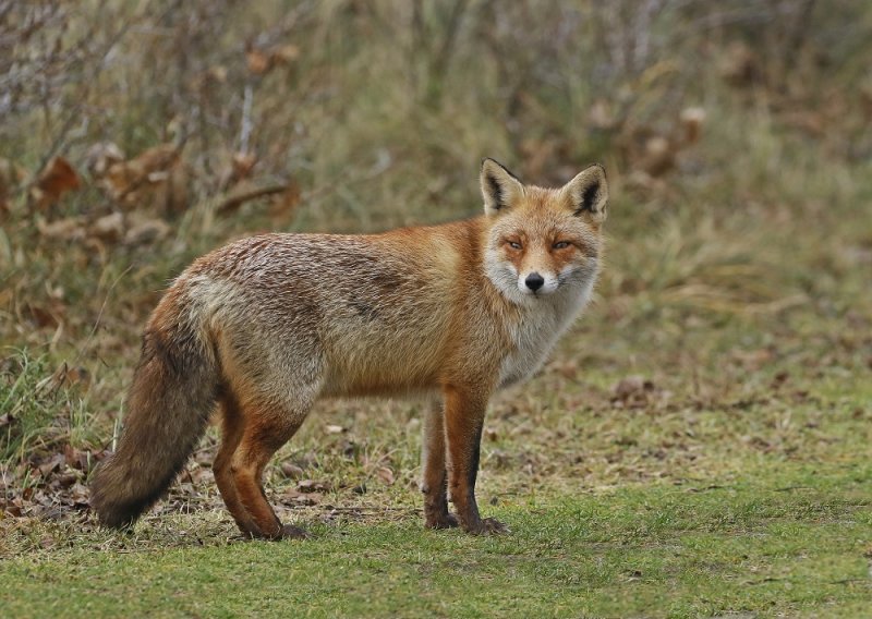 Vos / Red Fox