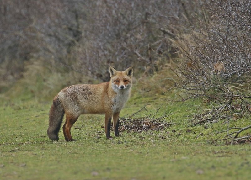 Vos / Red Fox