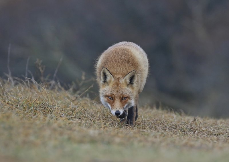 Vos / Red Fox