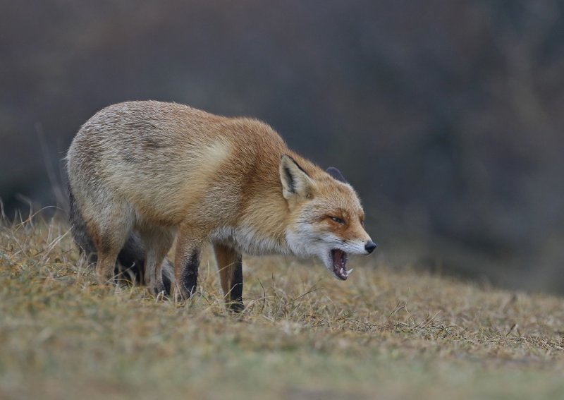 Vos / Red Fox