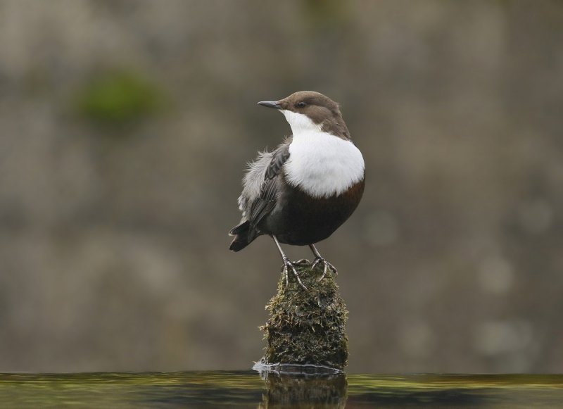 Zwartbuikwaterspreeuw / Black-bellied Dipper