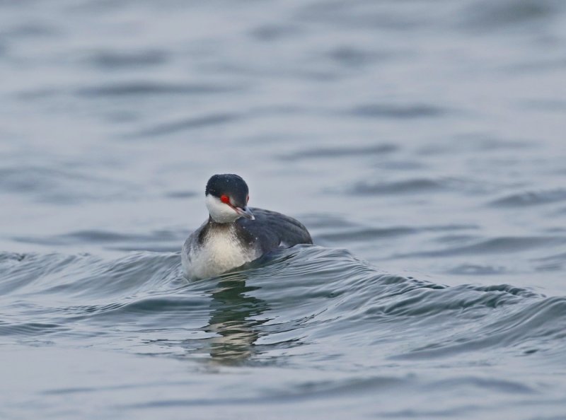 Kuifduiker / Slavonian Grebe
