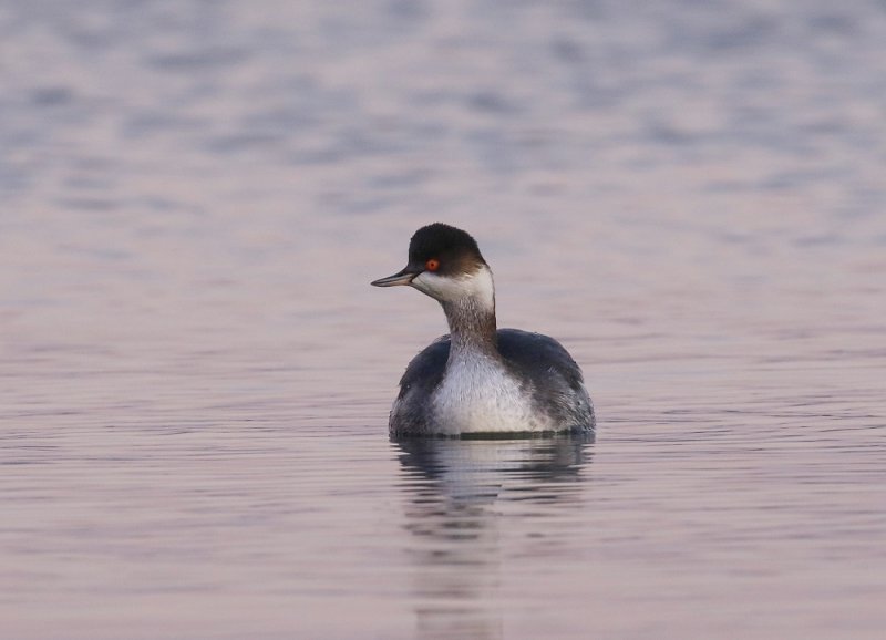 Geoorde Fuut / Black-necked Grebe