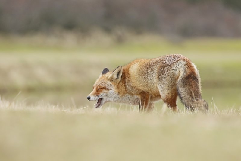 Vos / Red Fox