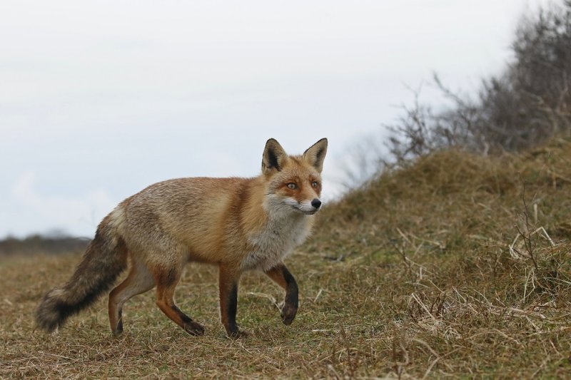 Vos / Red Fox
