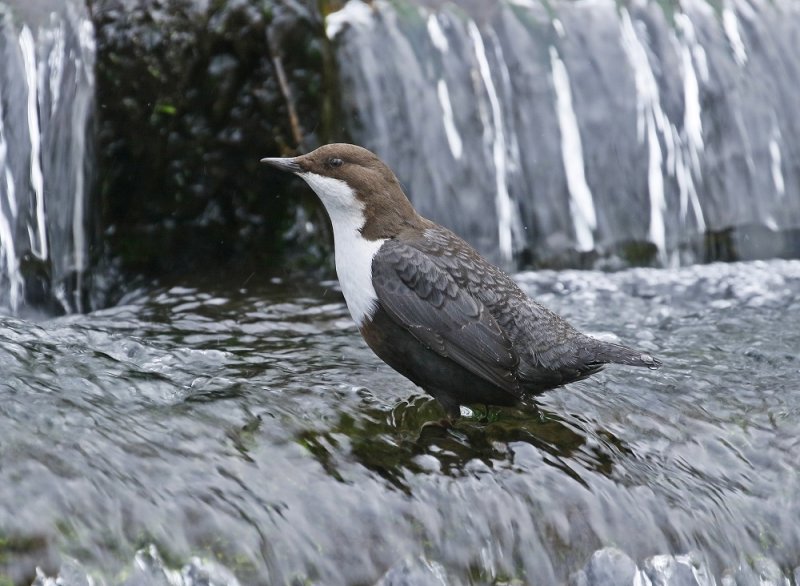 Zwartbuikwaterspreeuw / Black-bellied Dipper