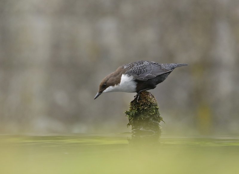 Zwartbuikwaterspreeuw / Black-bellied Dipper