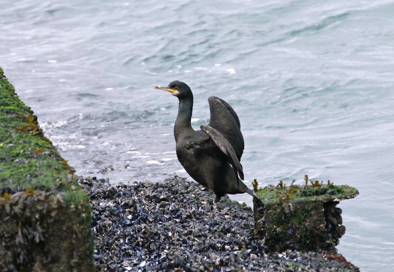 Kuifaalscholver / European Shag