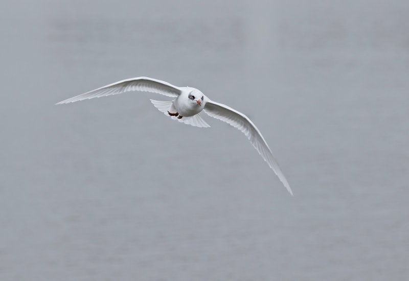 Zwartkopmeeuw / Mediterranean Gull