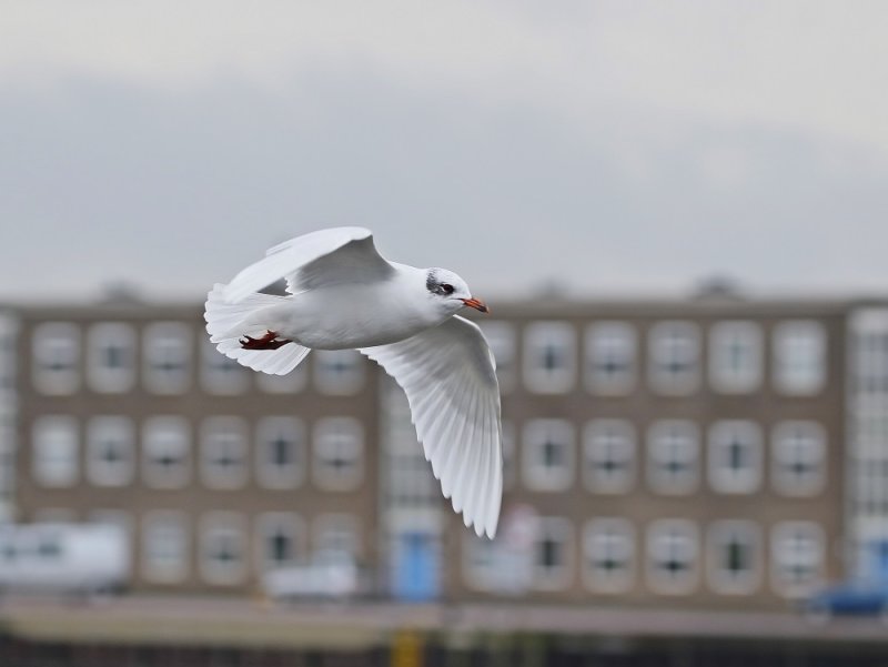 Zwartkopmeeuw / Mediterranean Gull