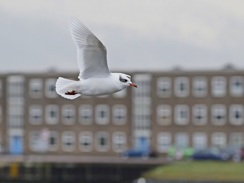 Zwartkopmeeuw / Mediterranean Gull