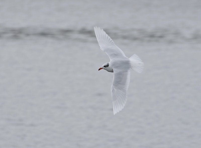 Zwartkopmeeuw / Mediterranean Gull