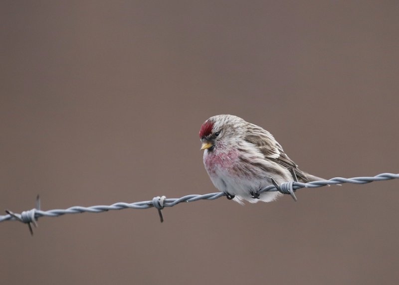Grote Barmsijs / Mealy Redpoll