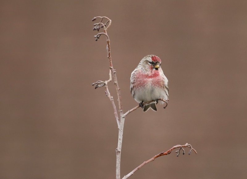 Grote Barmsijs / Mealy Redpoll