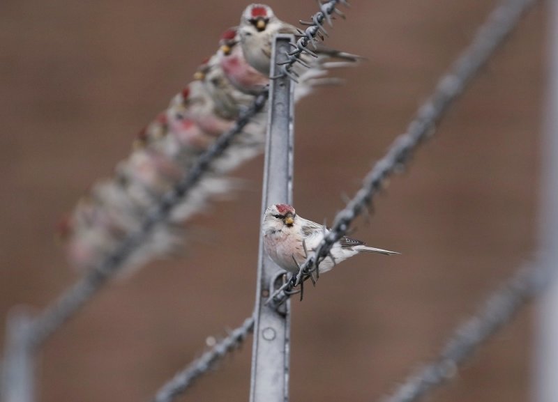 Witstuitbarmsijs / Arctic Redpoll