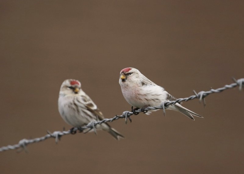 Witstuitbarmsijs / Arctic Redpoll