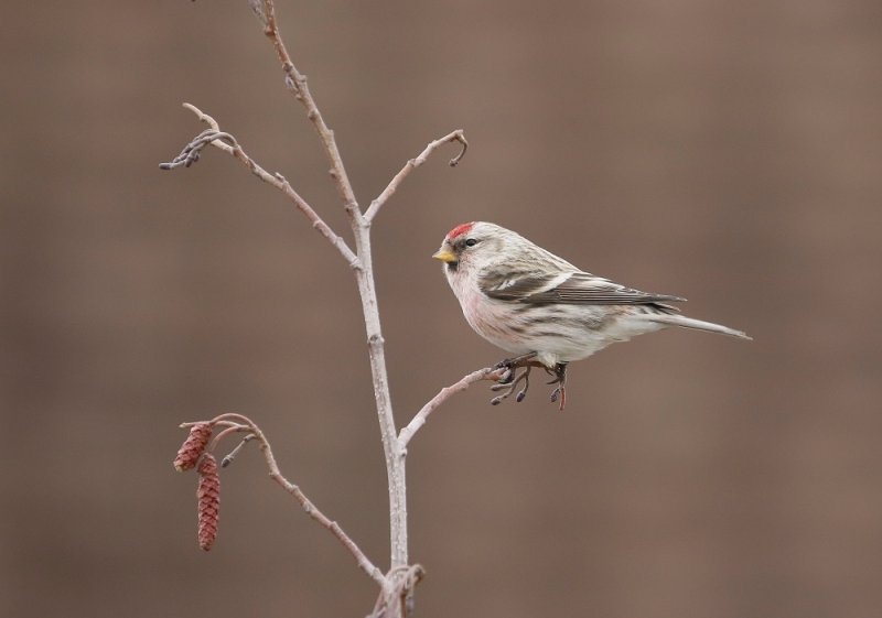Witstuitbarmsijs / Arctic Redpoll