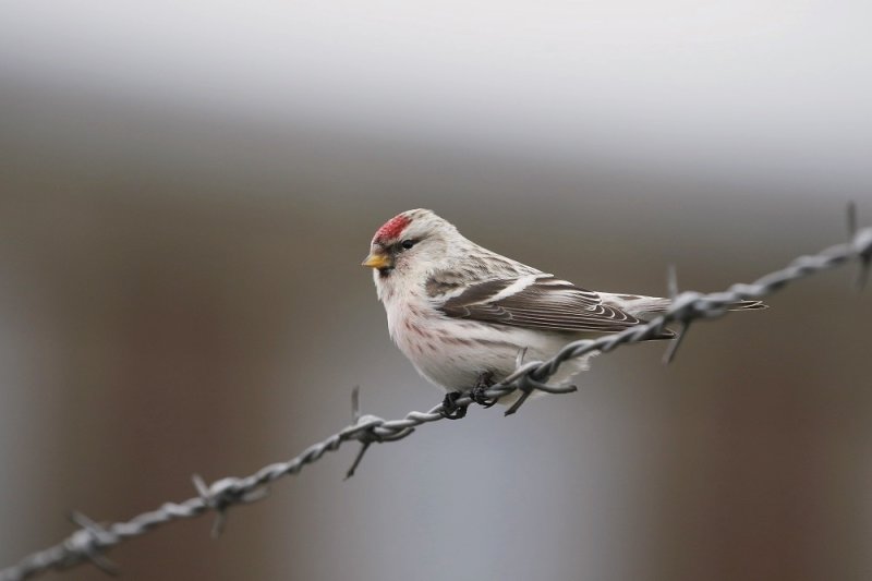 Witstuitbarmsijs / Arctic Redpoll