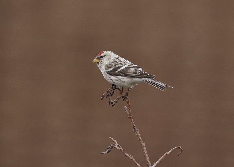 Witstuitbarmsijs / Arctic Redpoll