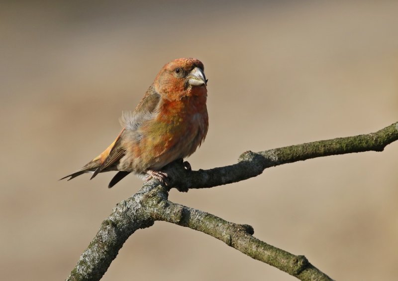Grote Kruisbek / Parrot Crossbill