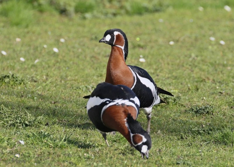 Roodhalsgans / Red-Breasted Goose