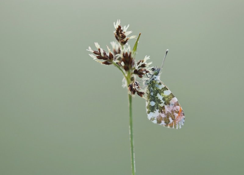 Oranjetipje / Orangetip, Orange Tip