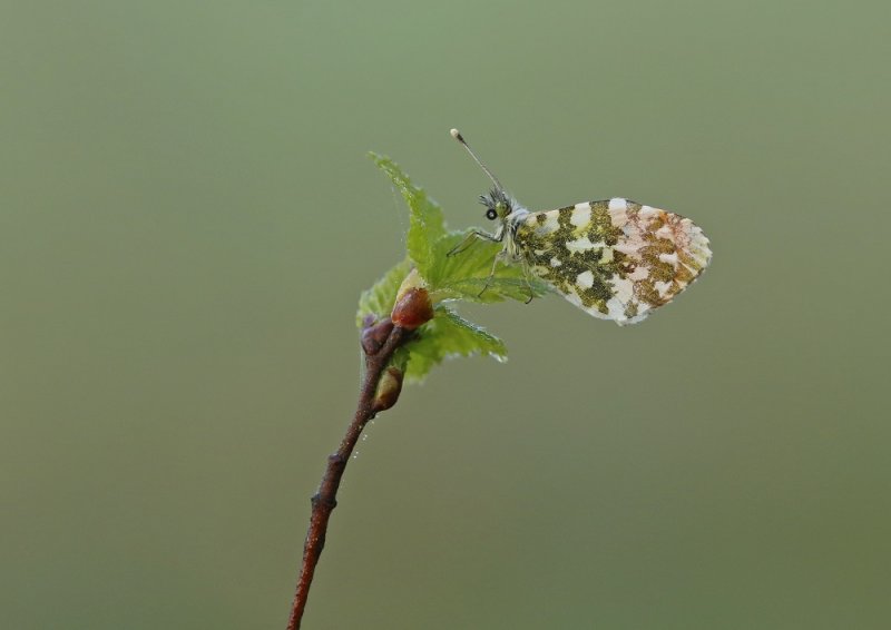 Oranjetipje / Orangetip, Orange Tip