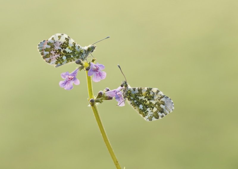 Oranjetipje / Orangetip, Orange Tip