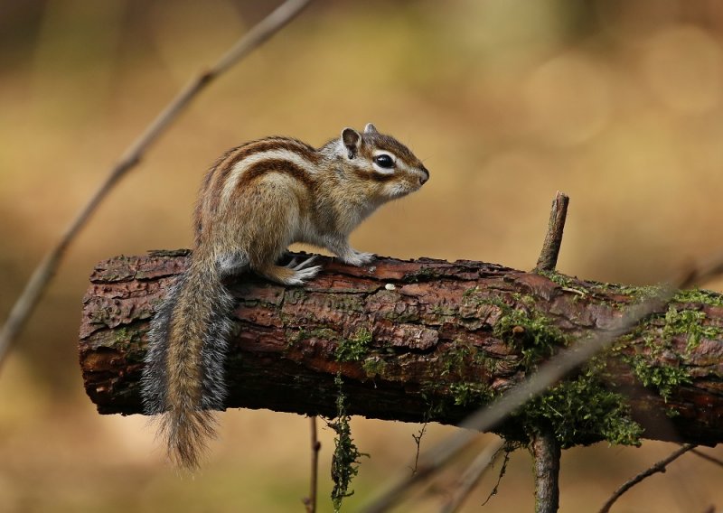 Siberische Grondeekhoorn / Siberian Chipmunk