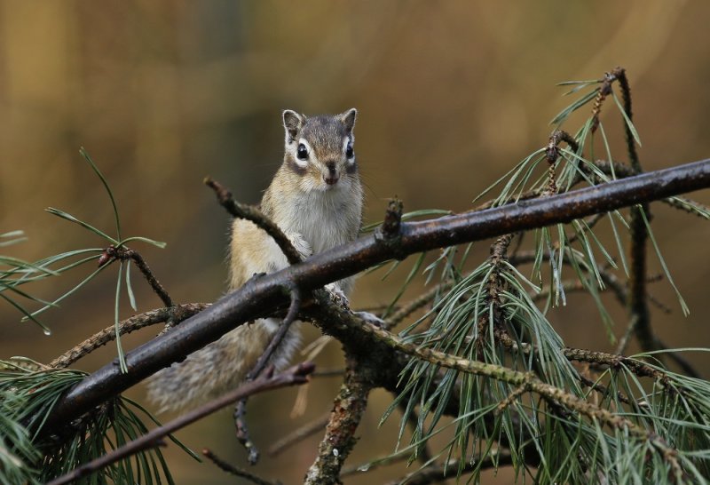 Siberische Grondeekhoorn / Siberian Chipmunk
