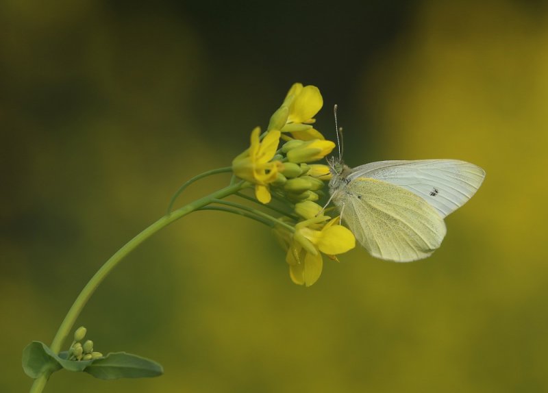 Klein Koolwitje / Small White