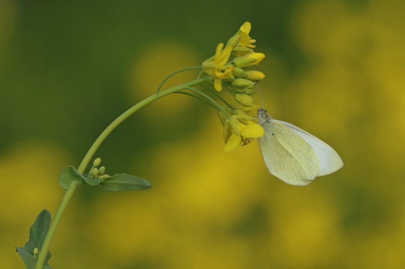 Klein Koolwitje / Small White
