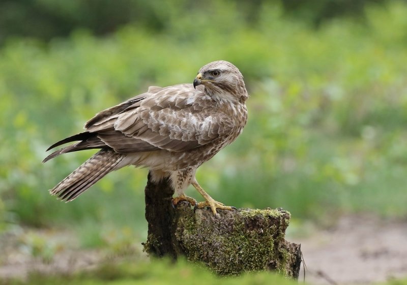 Buizerd / Common Buzzard
