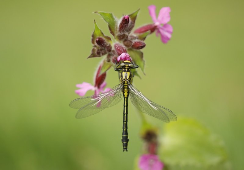 Beekrombout / Club-tailed Dragonfly
