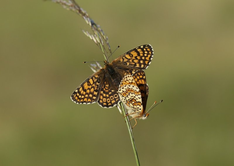 Veldparelmoervlinder / Glanville Fritillary