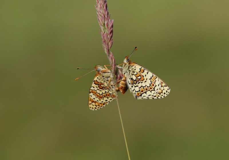 Veldparelmoervlinder / Glanville Fritillary