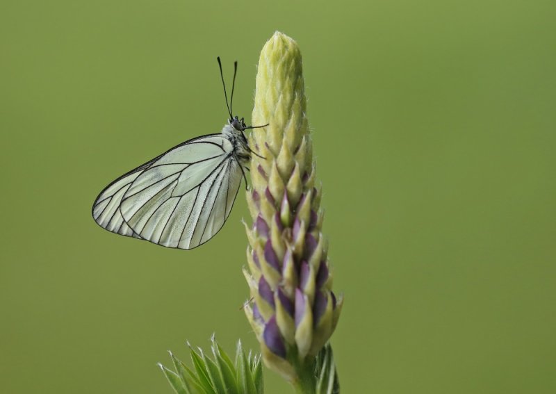 Groot Geaderd Witje / Black-veined White