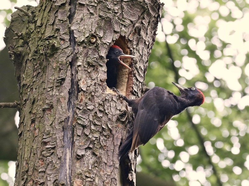 Zwarte Specht / Black Woodpecker