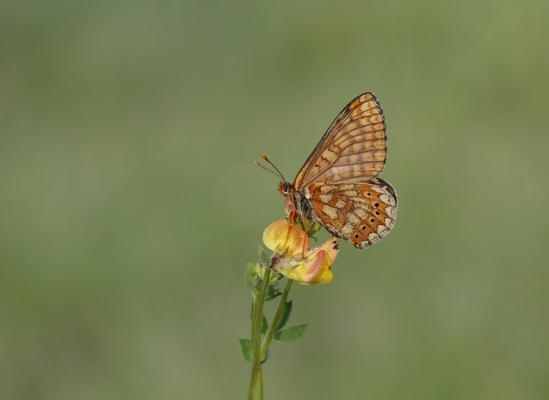 Moerasparelmoervlinder / Marsh Fritillary
