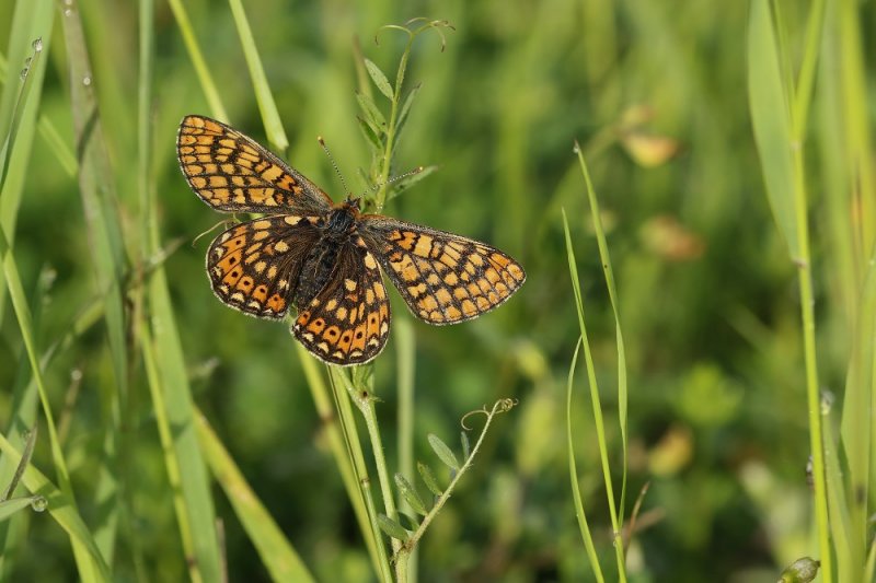 Moerasparelmoervlinder / Marsh Fritillary