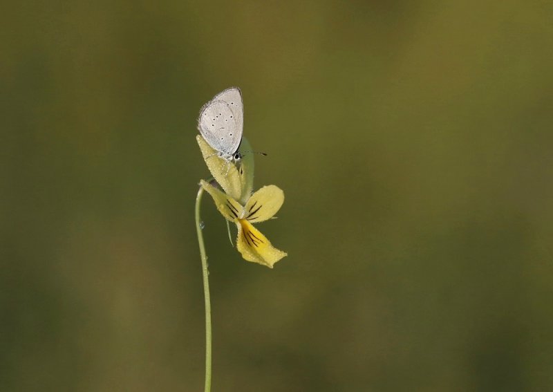 Dwergblauwtje / Little Blue, Small Blue