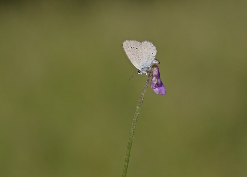 Dwergblauwtje / Little Blue, Small Blue