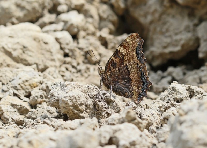Grote Vos / Large Tortoiseshell
