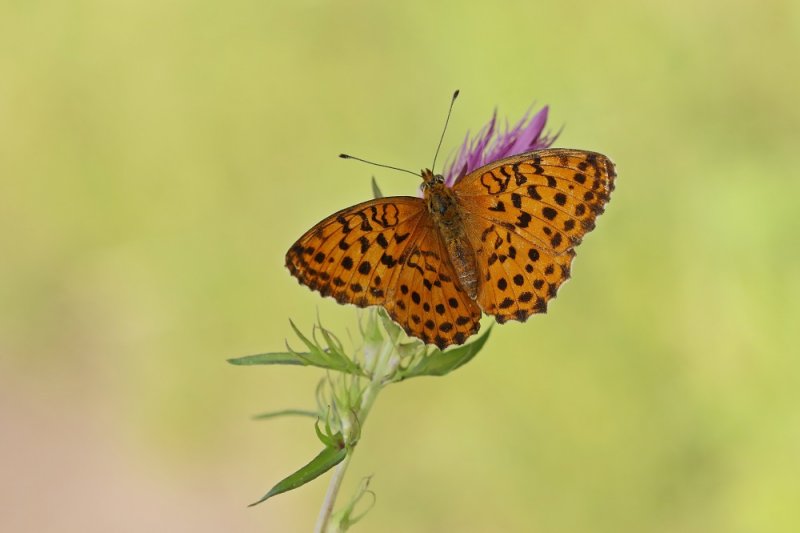 Braamparelmoervlinder / Marbled Fritillary
