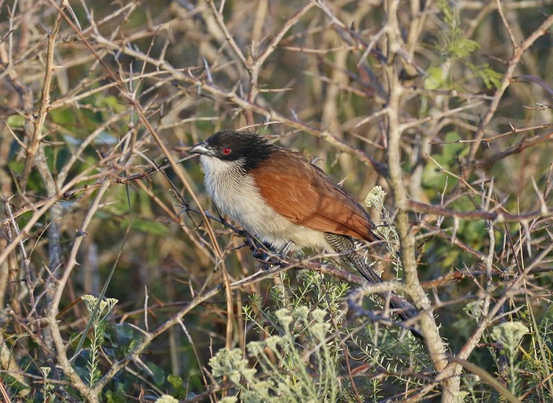 Gewone Vleiloerie / Burchells Coucal